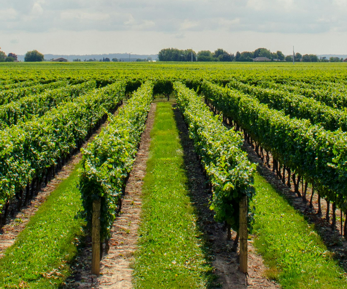 აგრო ბარათი