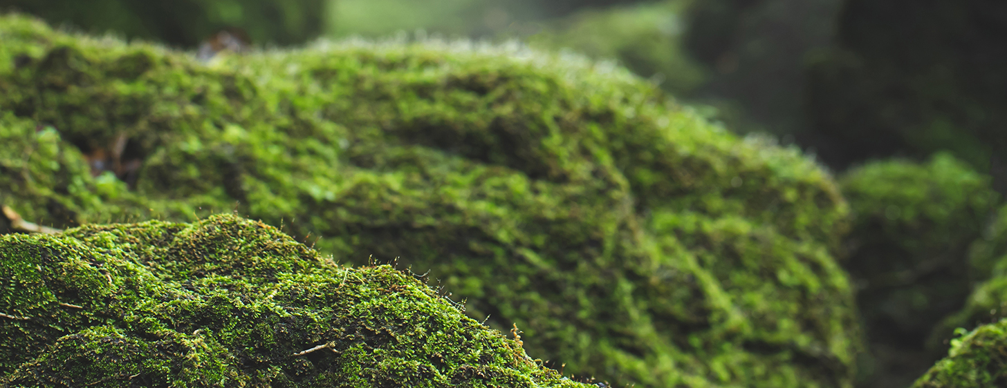 მდგრადი განვითარების სტრატეგია